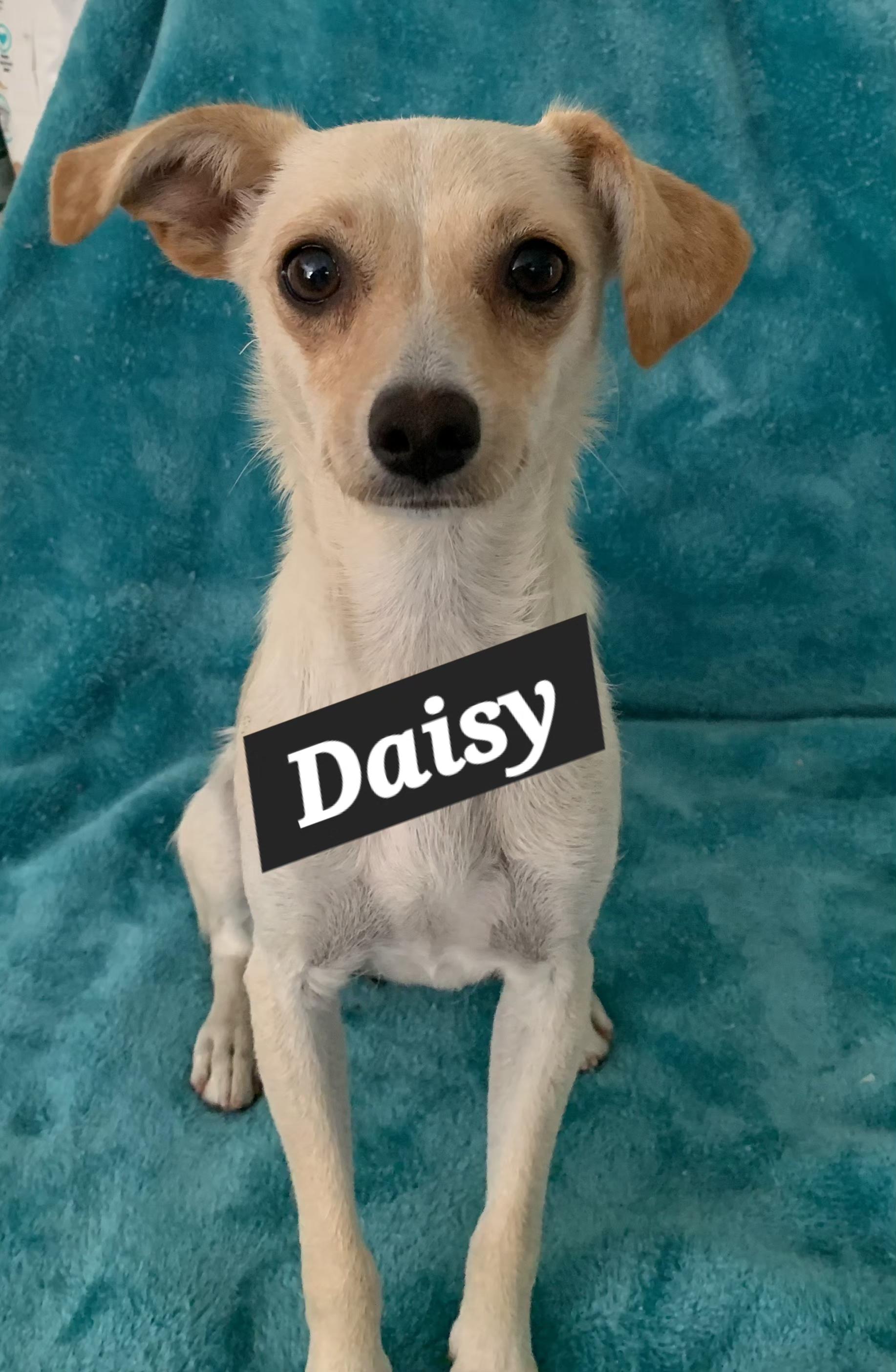 Daisy, a ADOPTABLE mixed breed in Tracy, CA image 1/2