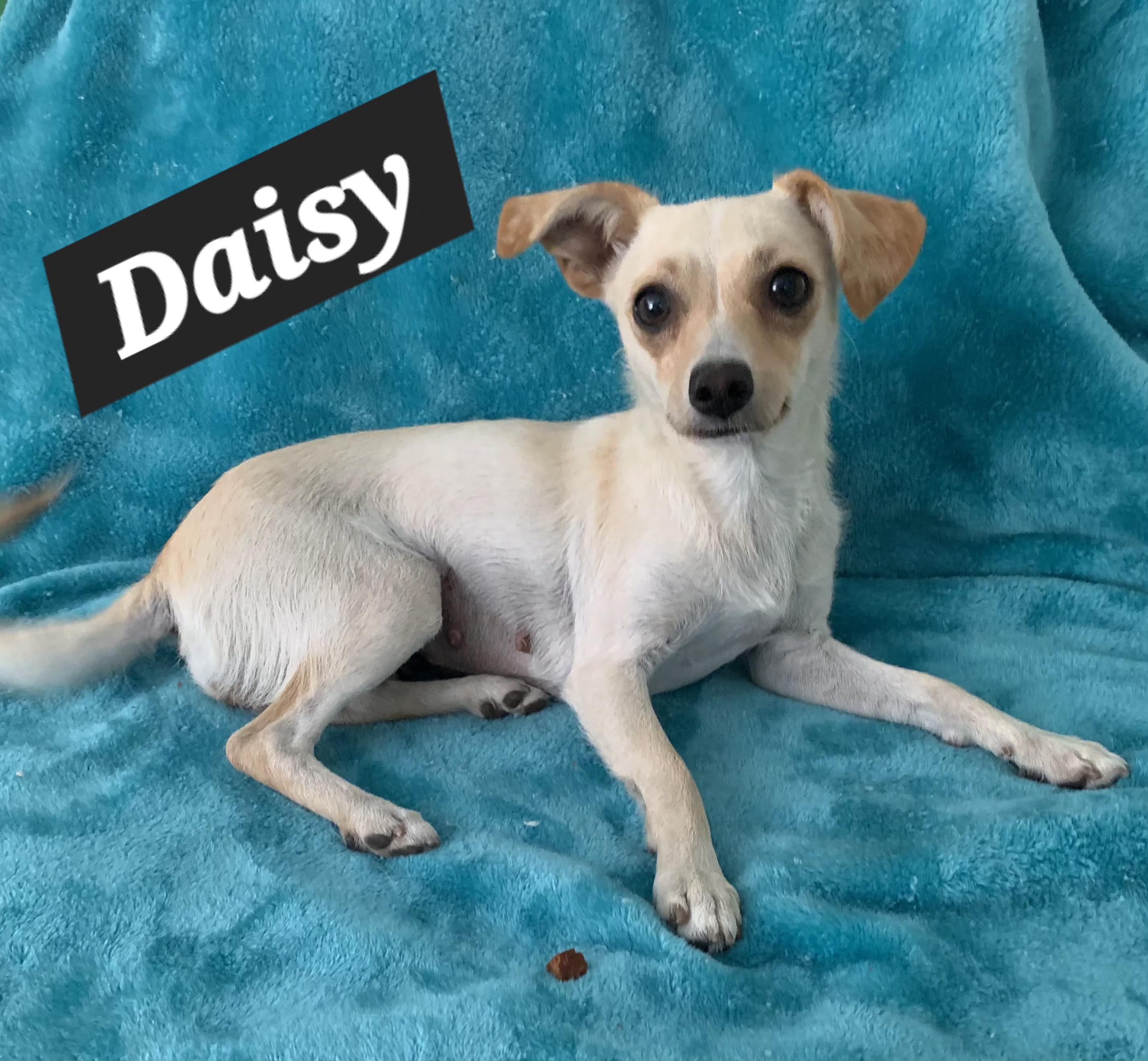 Daisy, a ADOPTABLE mixed breed in Tracy, CA image 2/2