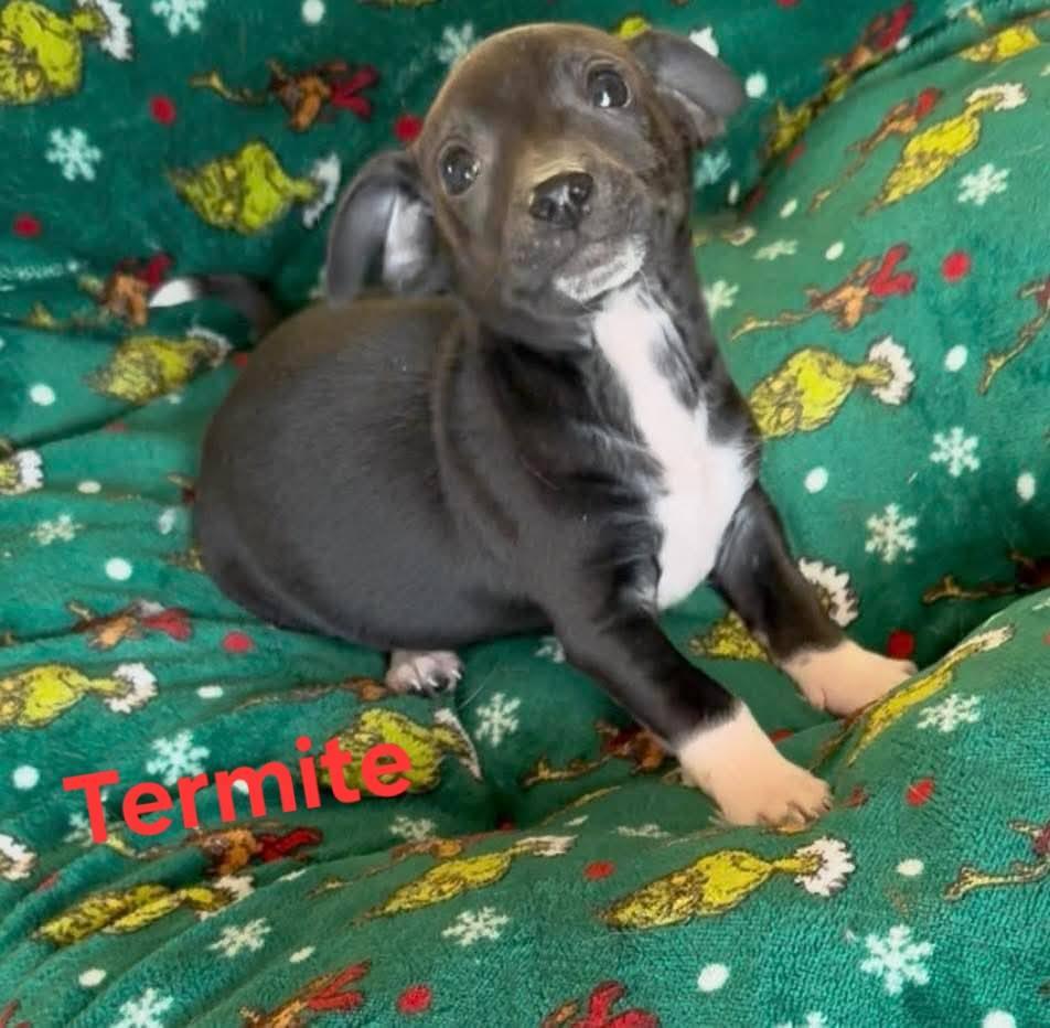 Enlarge Termite, a Adoptable mixed breed in Lexington, KY image 1/1