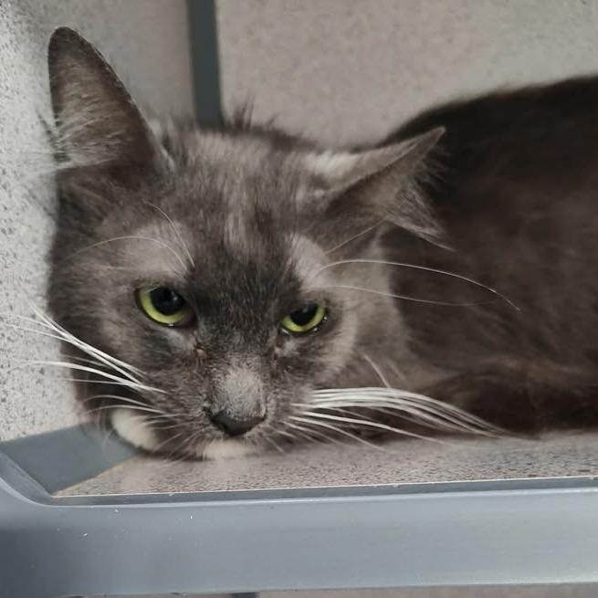 Enlarge Goldie, a Adoptable Domestic Medium Hair in Greenville, PA image 1/1