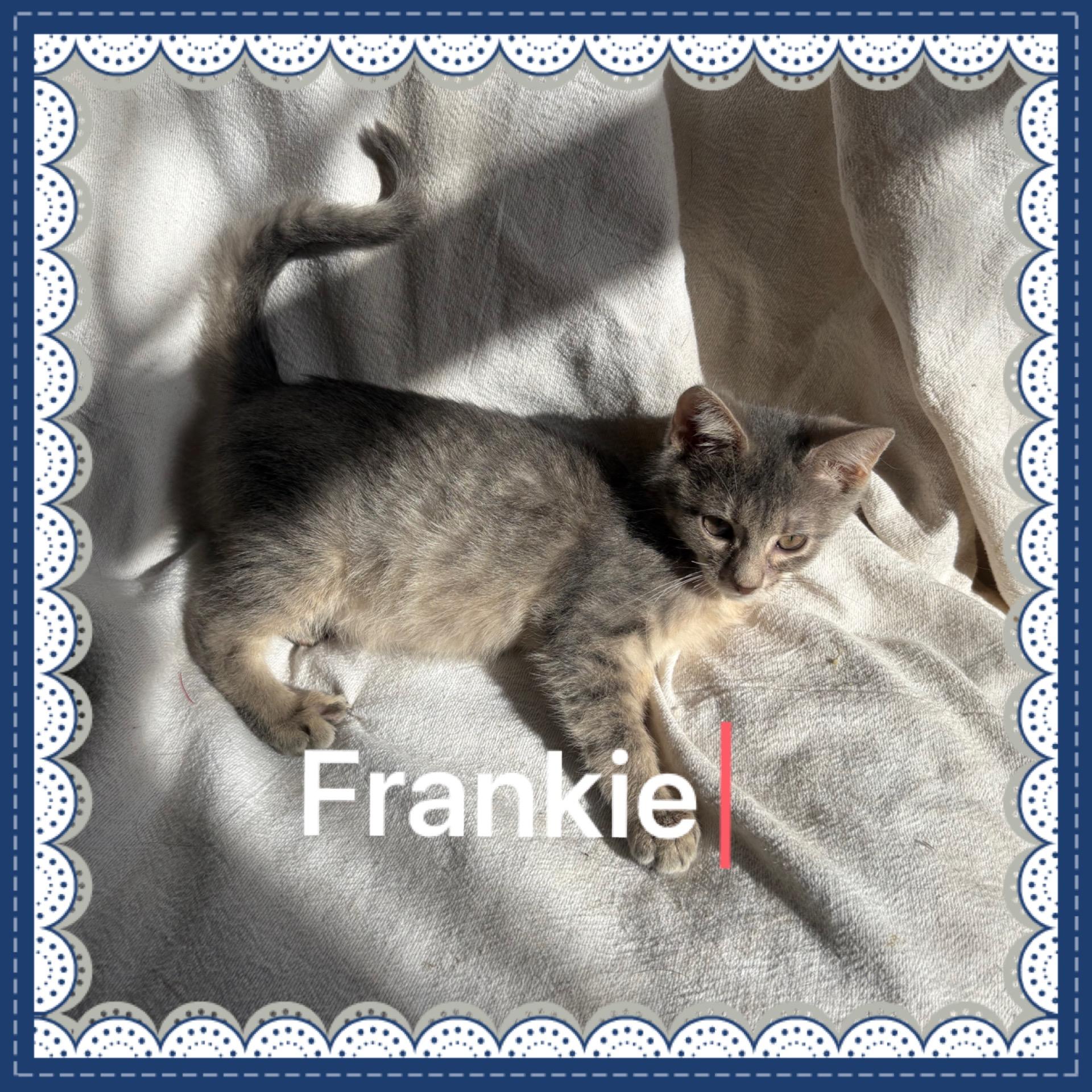 Enlarge Frankie, a ADOPTABLE Tabby in Lebanon, MO image 1/1
