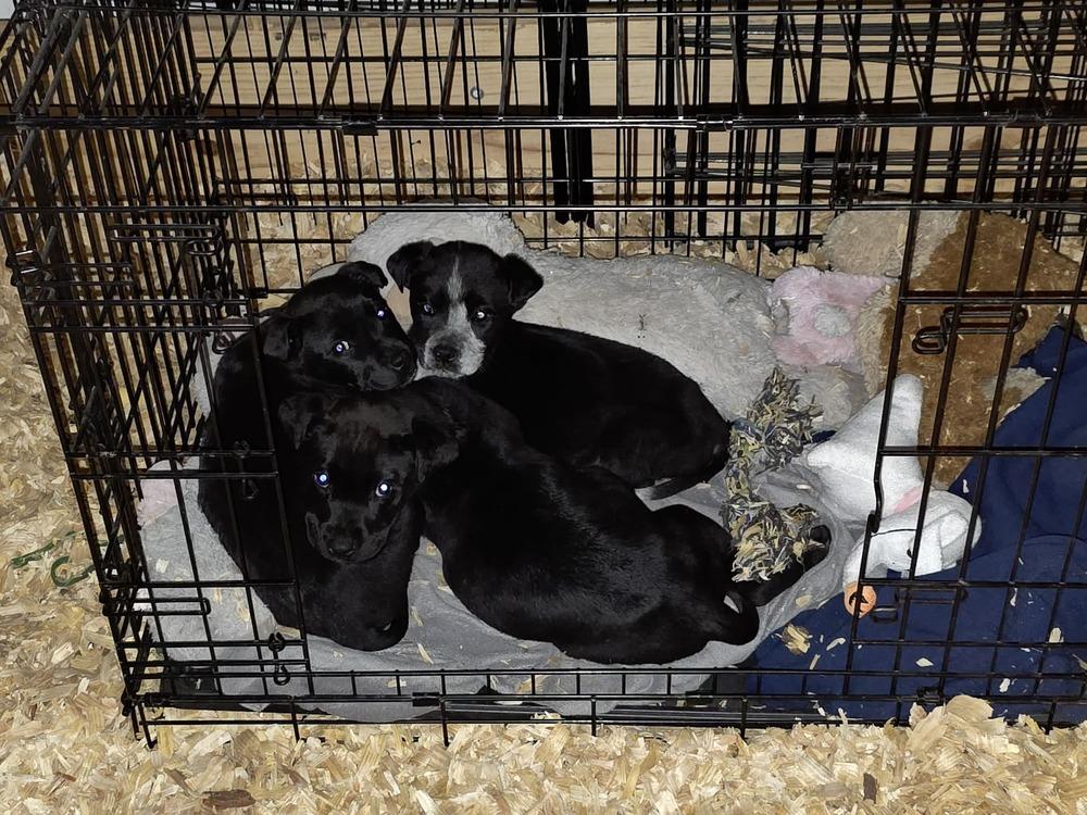 Coffee Crew - Java, Adoptable, Puppy Male Labrador Retriever & Australian Cattle Dog / Blue Heeler.