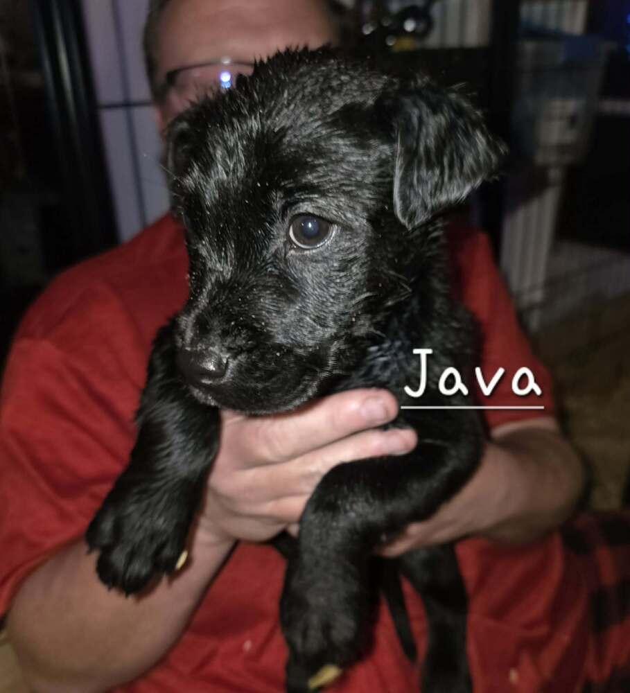 Enlarge Coffee Crew - Java, a Adoptable mixed breed in Sumter, SC image 2/3