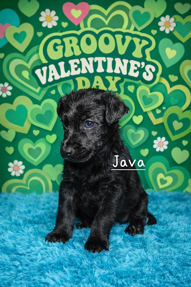 Enlarge Coffee Crew - Java, a Adoptable mixed breed in Sumter, SC image 3/3