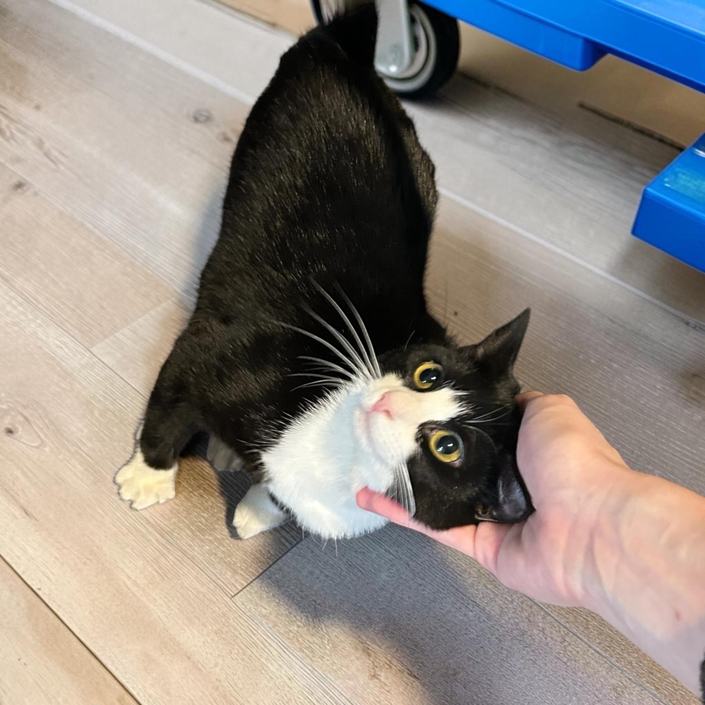 Salsa, a ADOPTABLE Domestic Short Hair in Tulsa, OK image 2/2