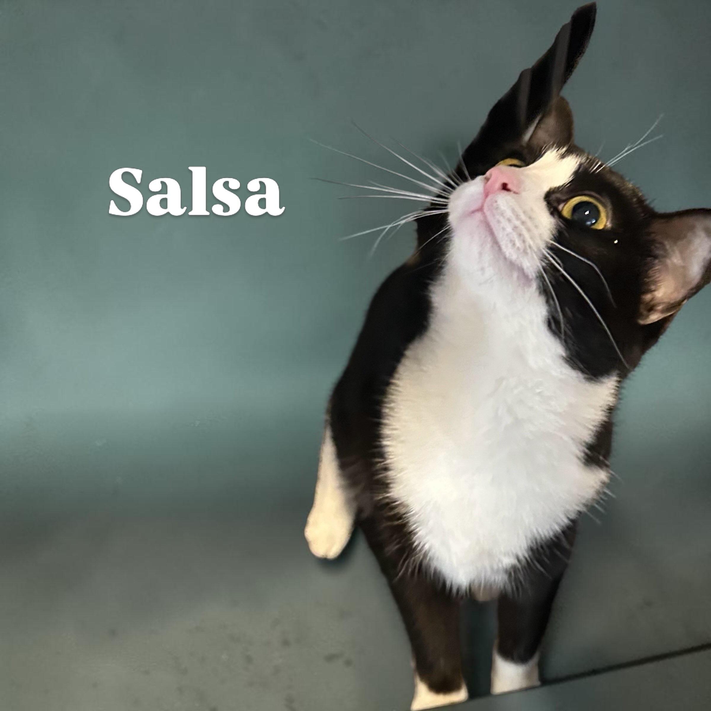 Salsa, a ADOPTABLE Domestic Short Hair in Tulsa, OK image 1/2
