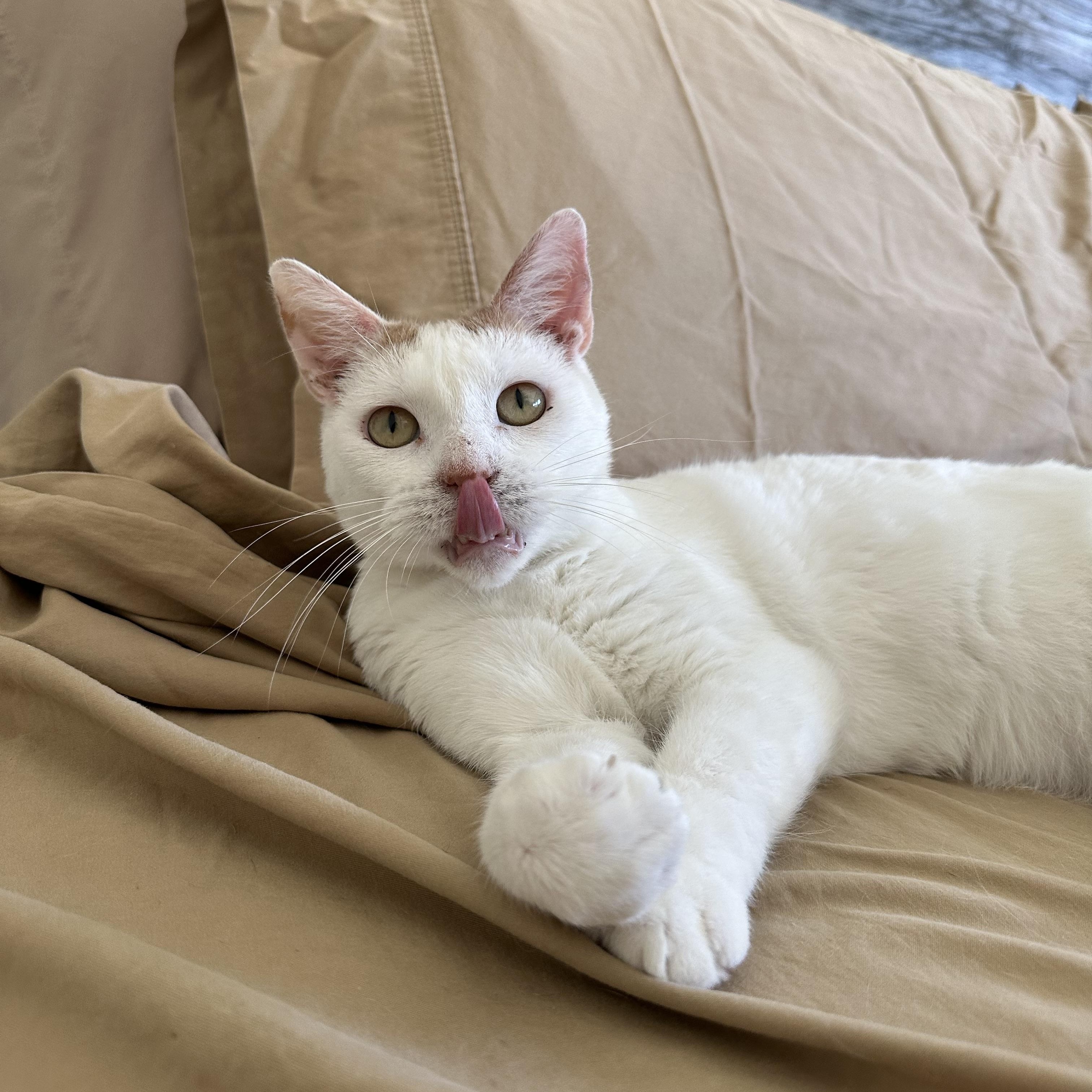 Enlarge Jupiter, a Adoptable Domestic Short Hair in Savannah, GA image 2/5