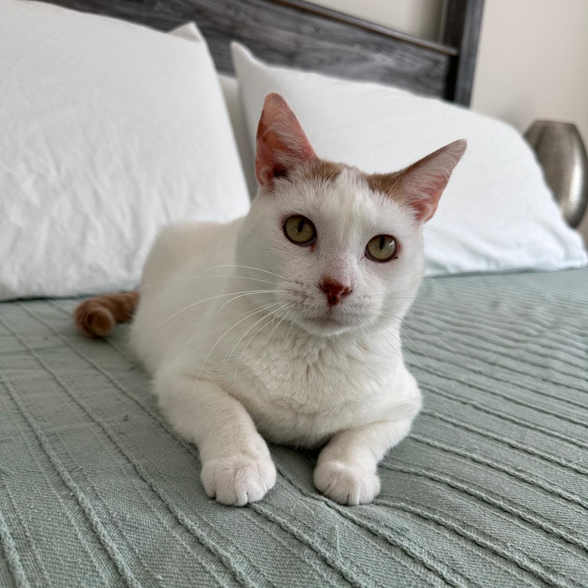 Enlarge Jupiter, a Adoptable Domestic Short Hair in Savannah, GA image 5/6