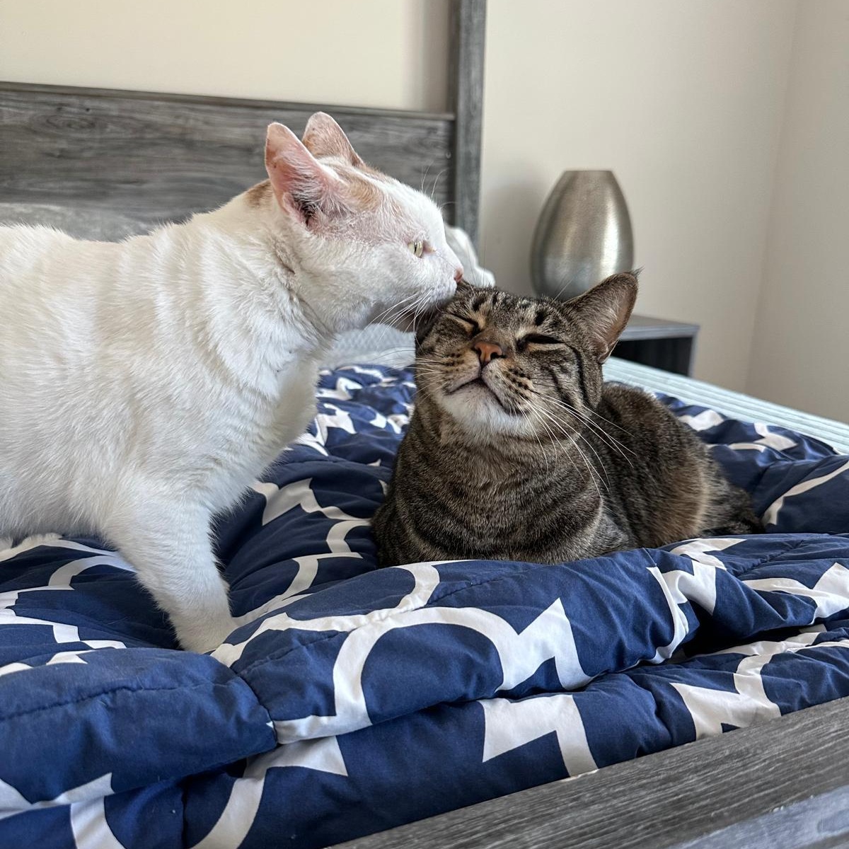 Enlarge Jupiter, a Adoptable Domestic Short Hair in Savannah, GA image 6/6