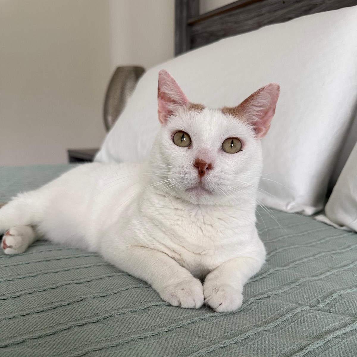 Enlarge Jupiter, a Adoptable Domestic Short Hair in Savannah, GA image 1/6