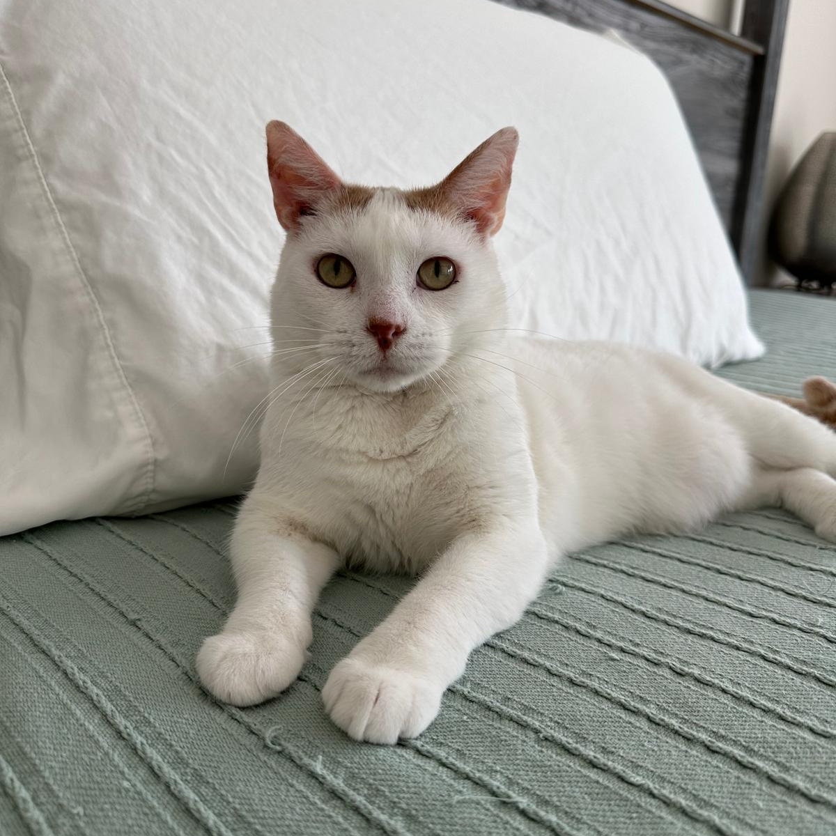 Enlarge Jupiter, a Adoptable Domestic Short Hair in Savannah, GA image 4/6