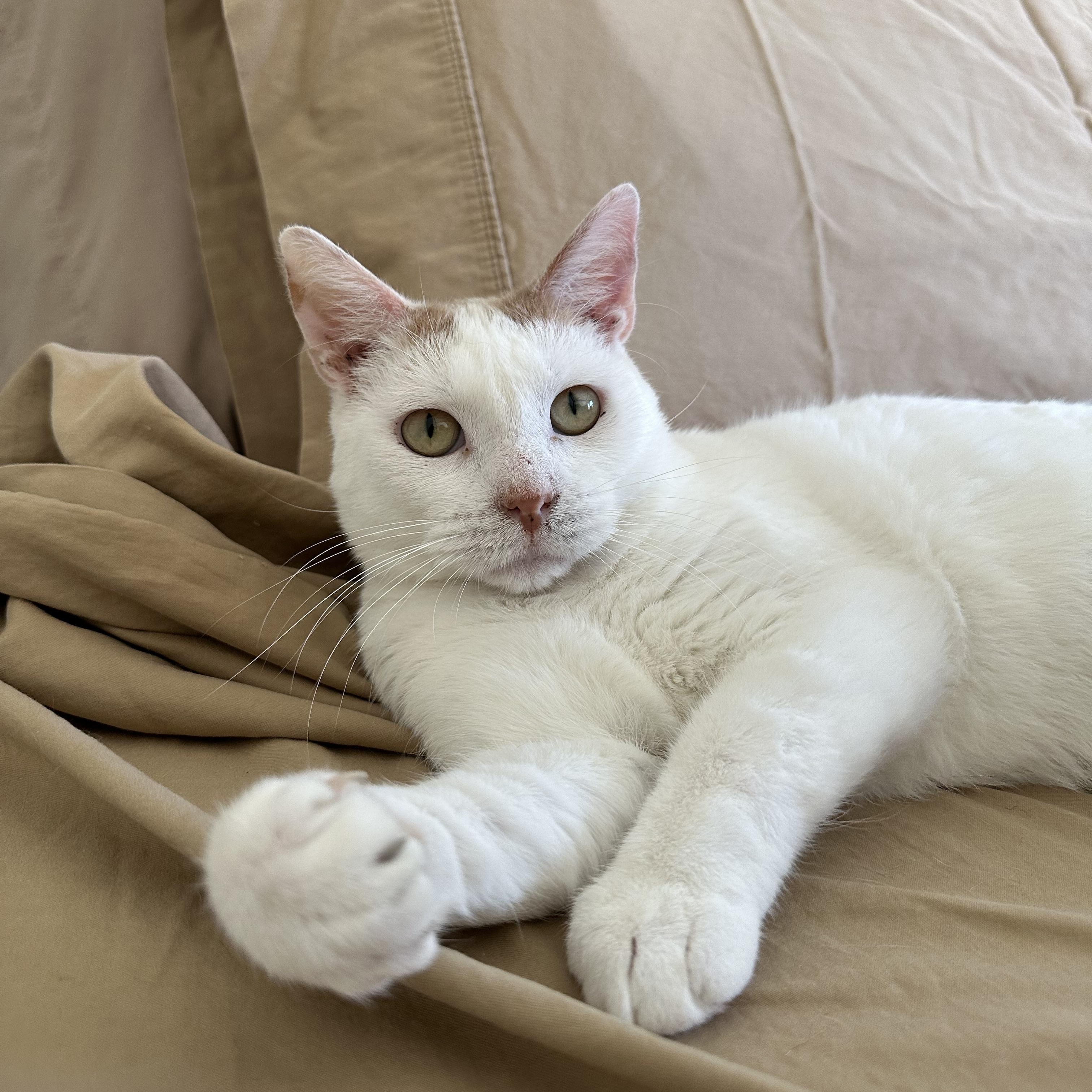 Enlarge Jupiter, a Adoptable Domestic Short Hair in Savannah, GA image 1/5