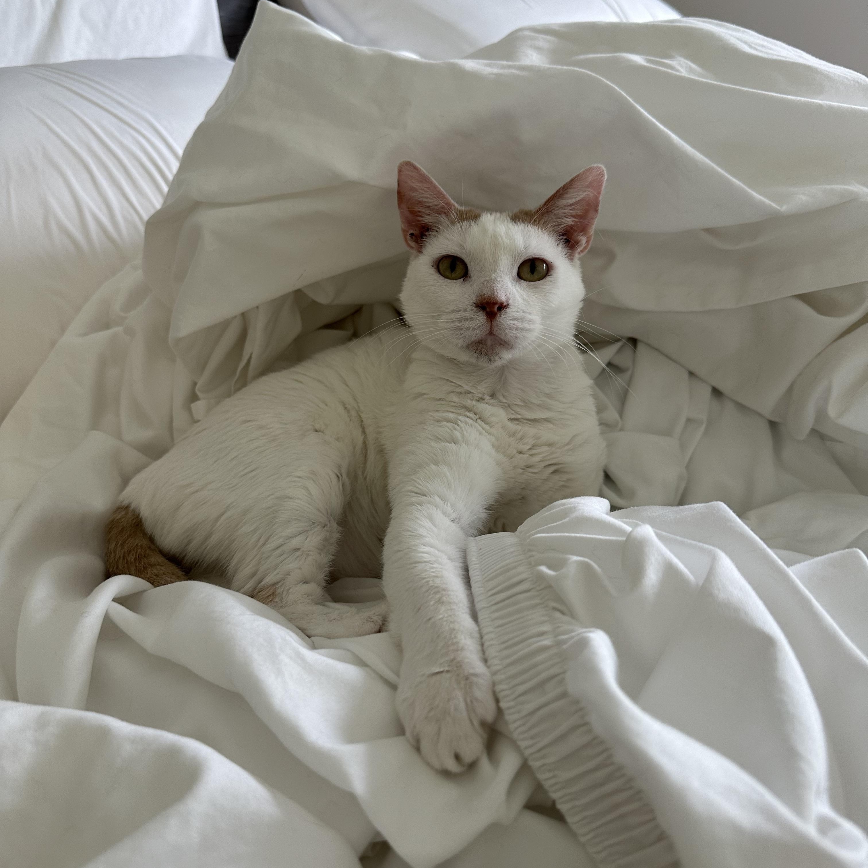 Enlarge Jupiter, a Adoptable Domestic Short Hair in Savannah, GA image 4/5