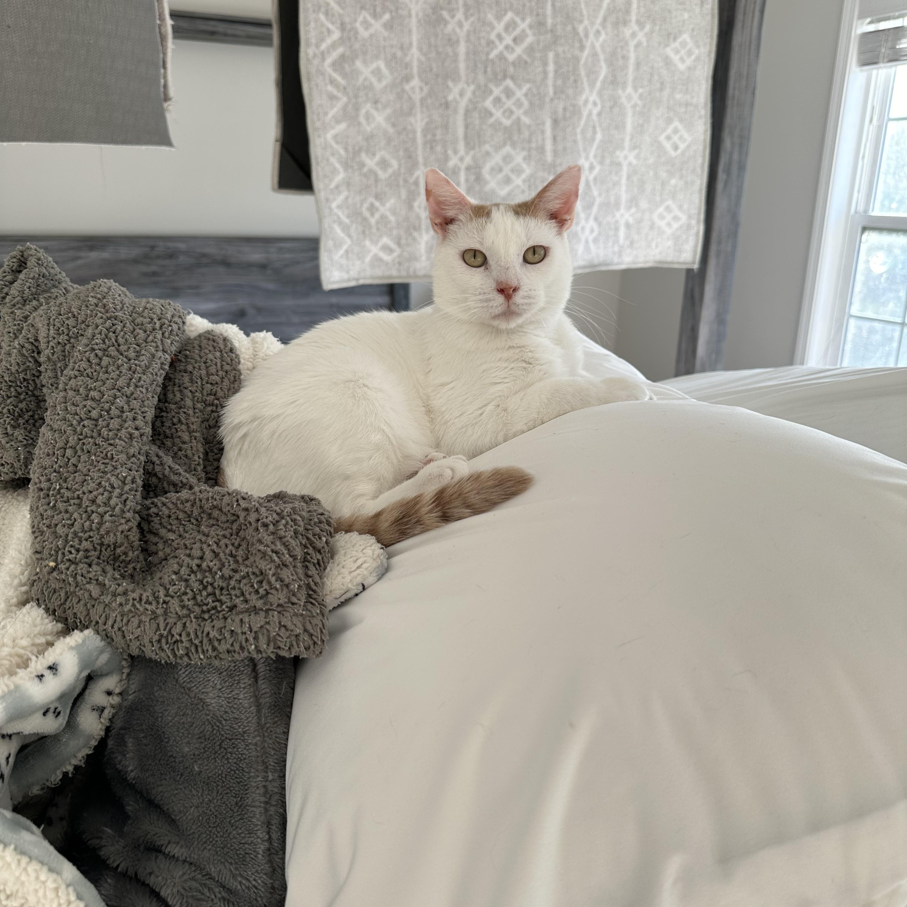 Enlarge Jupiter, a Adoptable Domestic Short Hair in Savannah, GA image 3/5