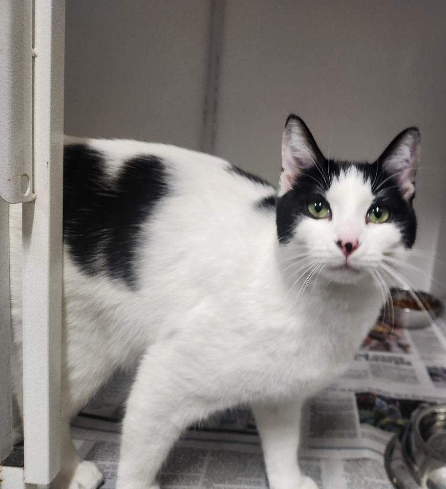 Enlarge OREO, a Adoptable mixed breed in Lexington, TN image 1/1