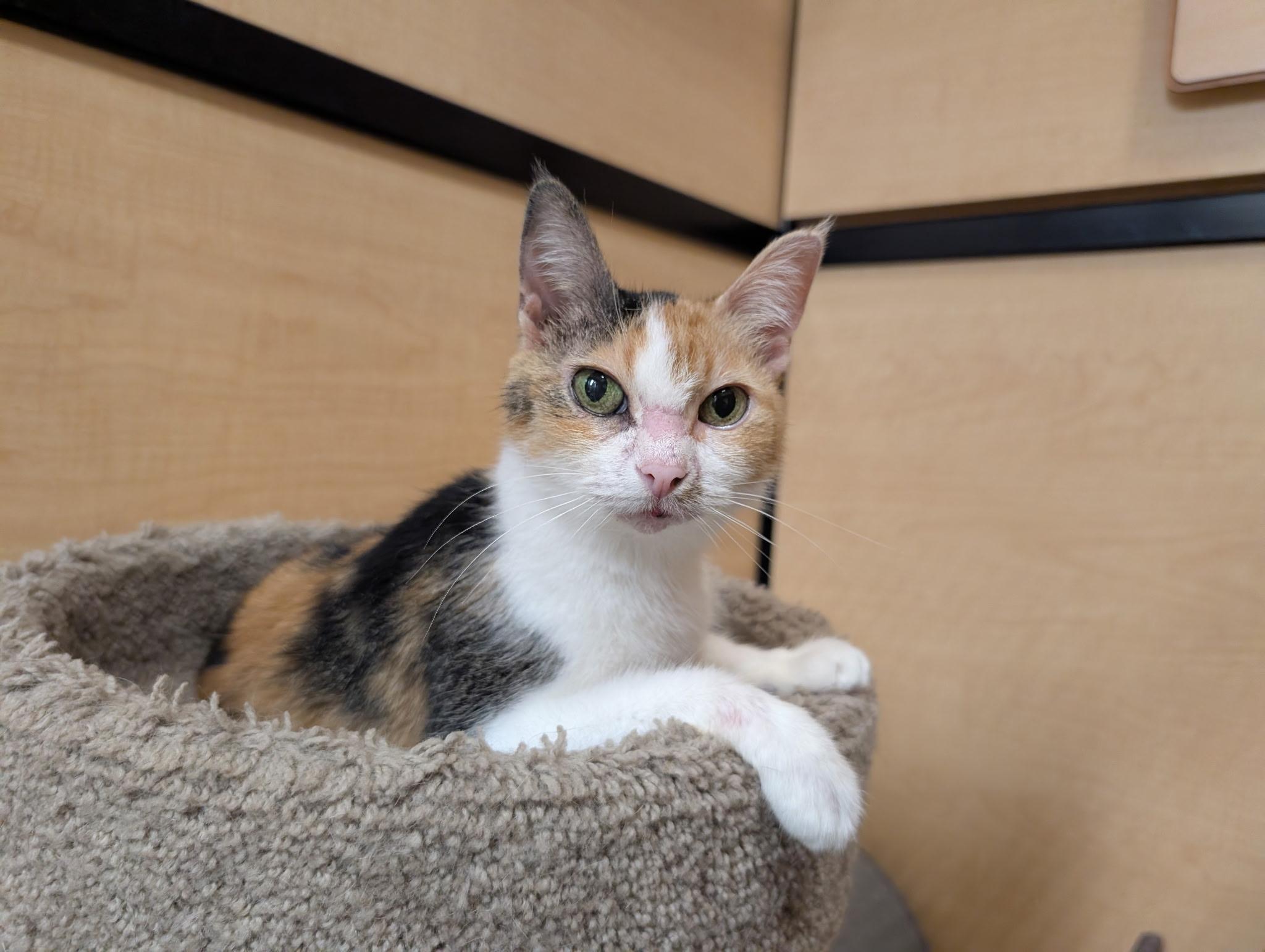 Enlarge Three, an adopted Domestic Short Hair in Barrington Hills, IL image 2/3