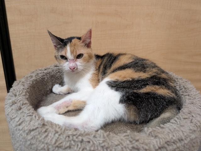 Enlarge Three, an adopted Domestic Short Hair in Barrington Hills, IL image 3/3