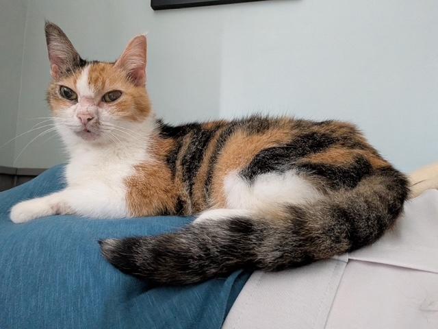 Three, adopted, Young Female Domestic Short Hair.