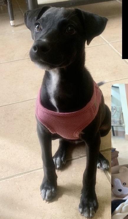 Enlarge ONYX, a ADOPTABLE mixed breed in North York, ON image 2/5