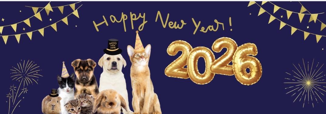 Enlarge ONYX, a ADOPTABLE mixed breed in North York, ON image 5/5