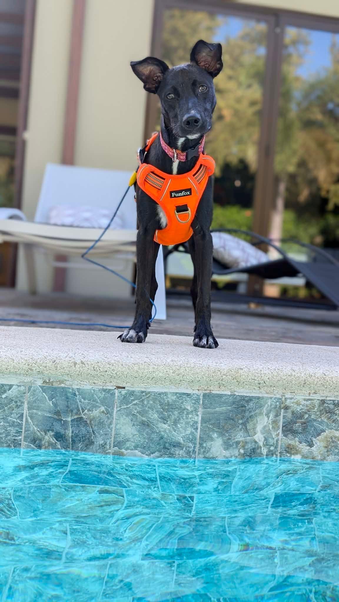 Enlarge ONYX, a ADOPTABLE mixed breed in North York, ON image 5/5