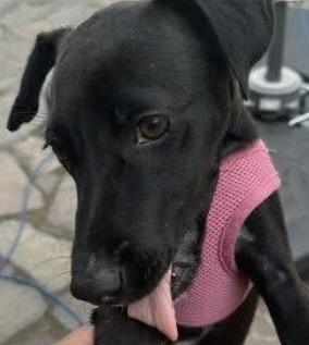 ONYX, ADOPTABLE, Young Female Patterdale Terrier / Fell Terrier.