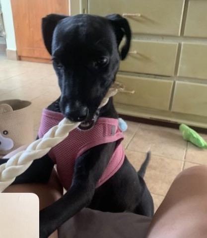 Enlarge ONYX, a ADOPTABLE mixed breed in North York, ON image 3/5