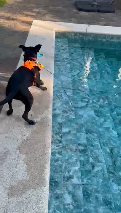 Enlarge ONYX, a ADOPTABLE mixed breed in North York, ON video 3/5