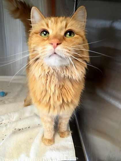 Rex, Senior Male Domestic Medium Hair