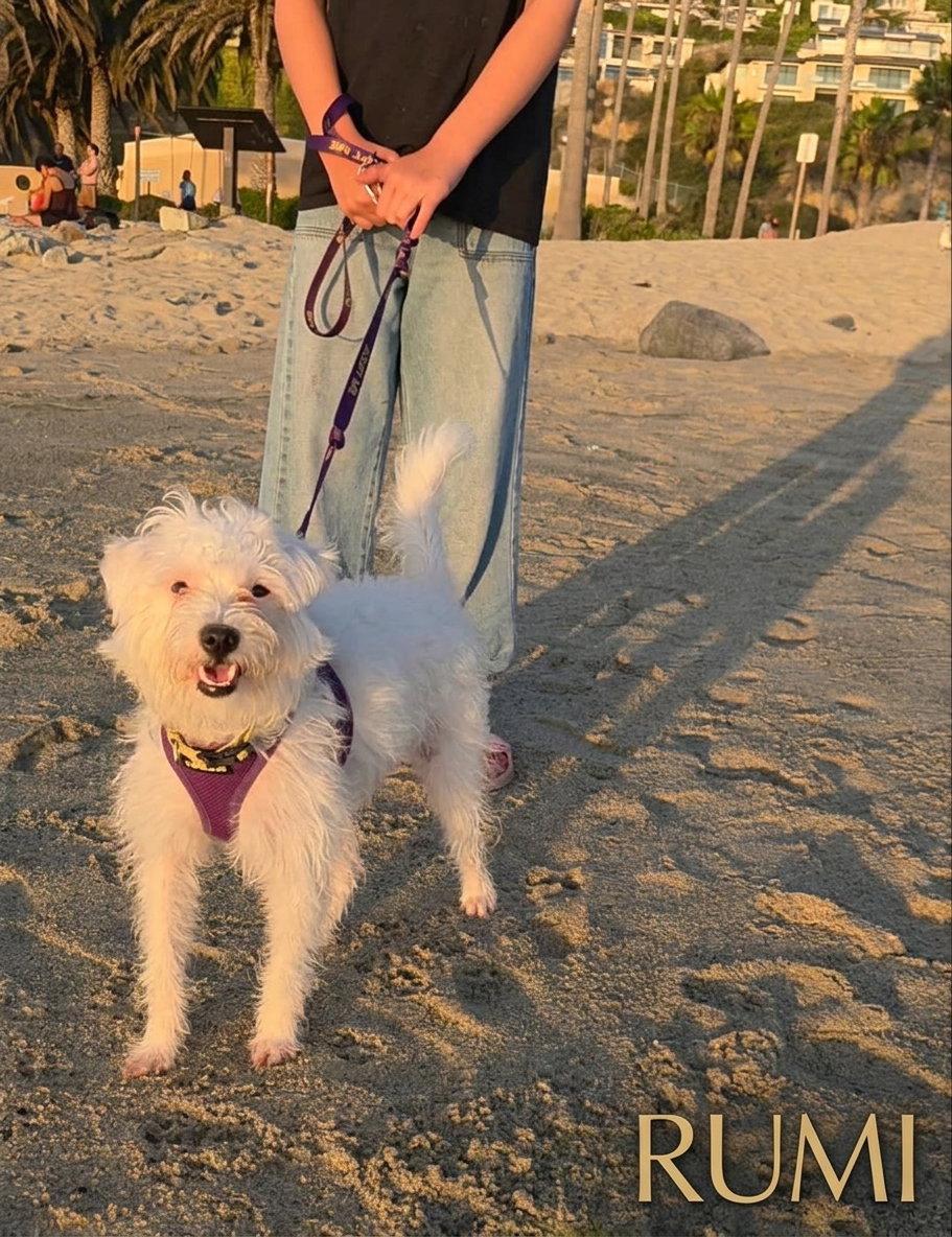 Rumi, Adoptable, Puppy Female West Highland White Terrier / Westie & Maltese.