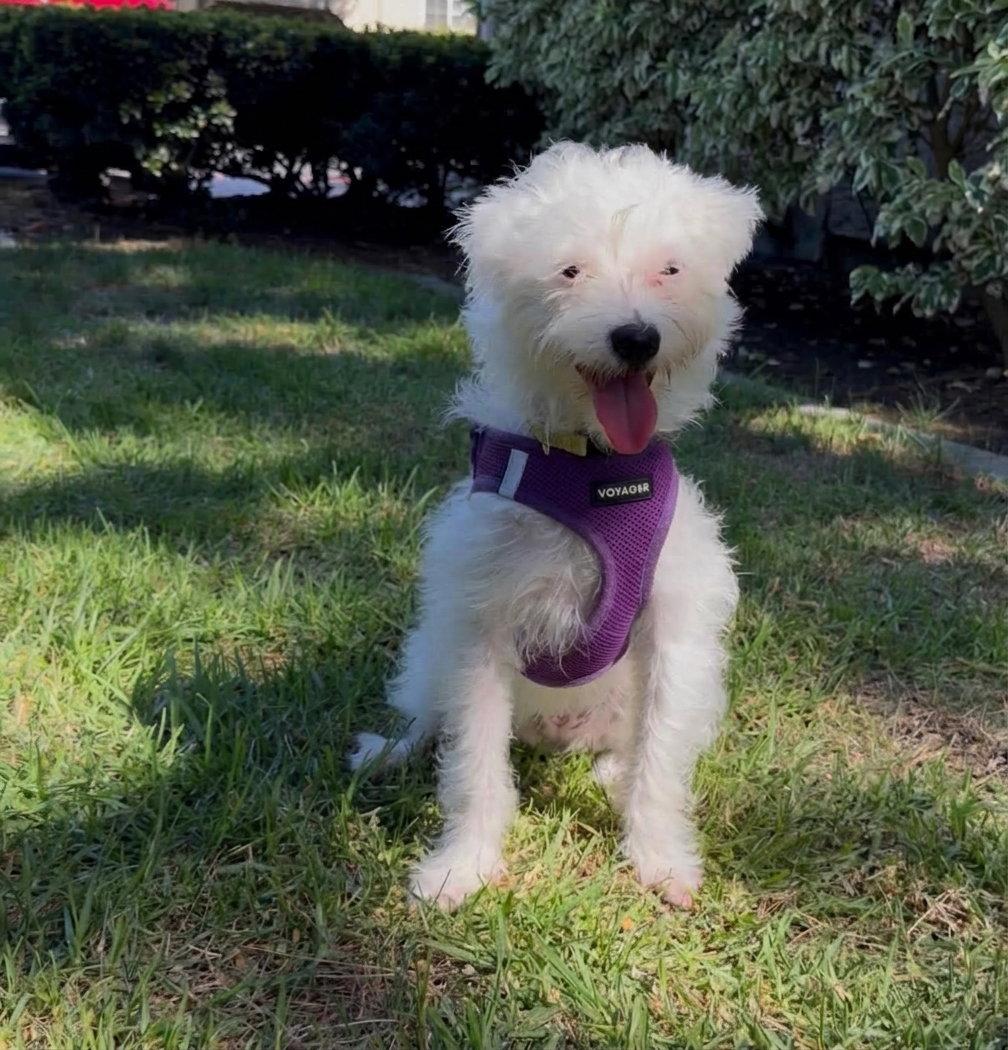 Enlarge Rumi, a Adoptable mixed breed in Orange, CA image 2/3