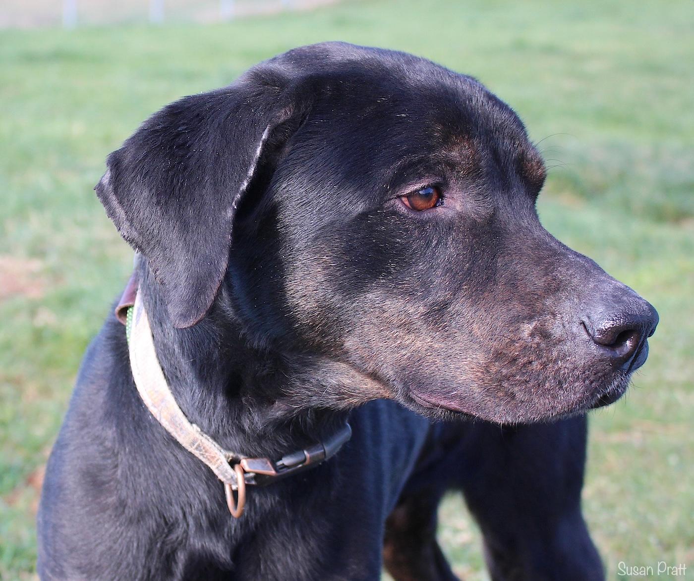 Enlarge Quaritch, a ADOPTABLE mixed breed in Bedford, VA image 1/3
