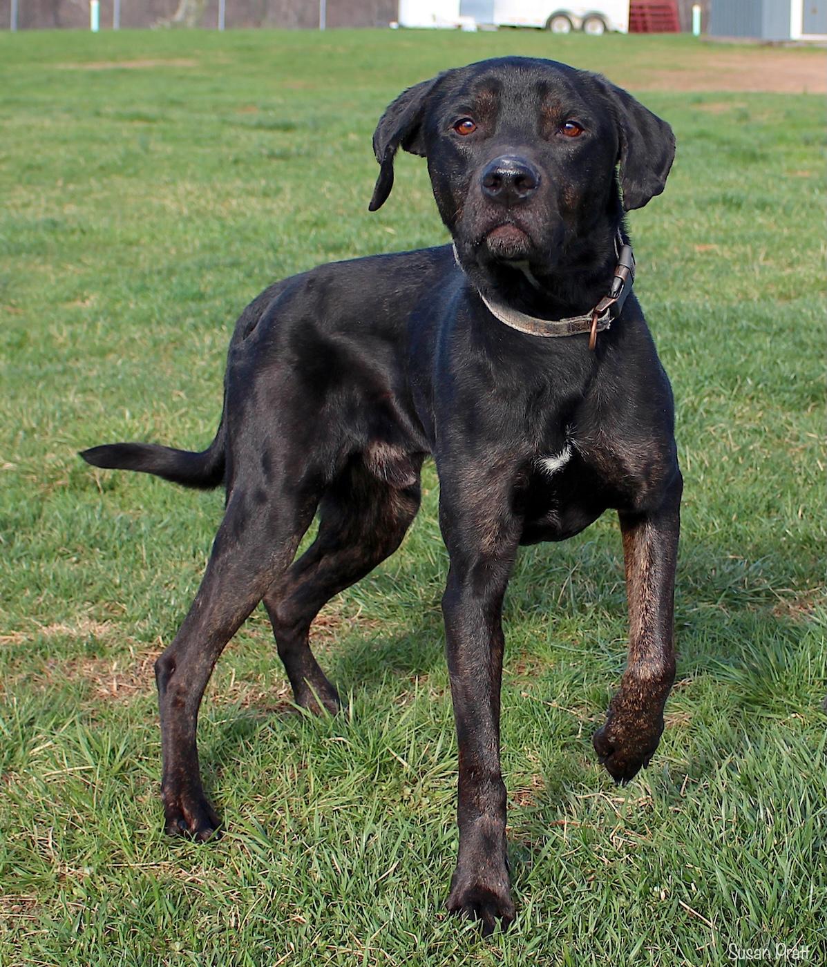 Enlarge Quaritch, a ADOPTABLE mixed breed in Bedford, VA image 3/3