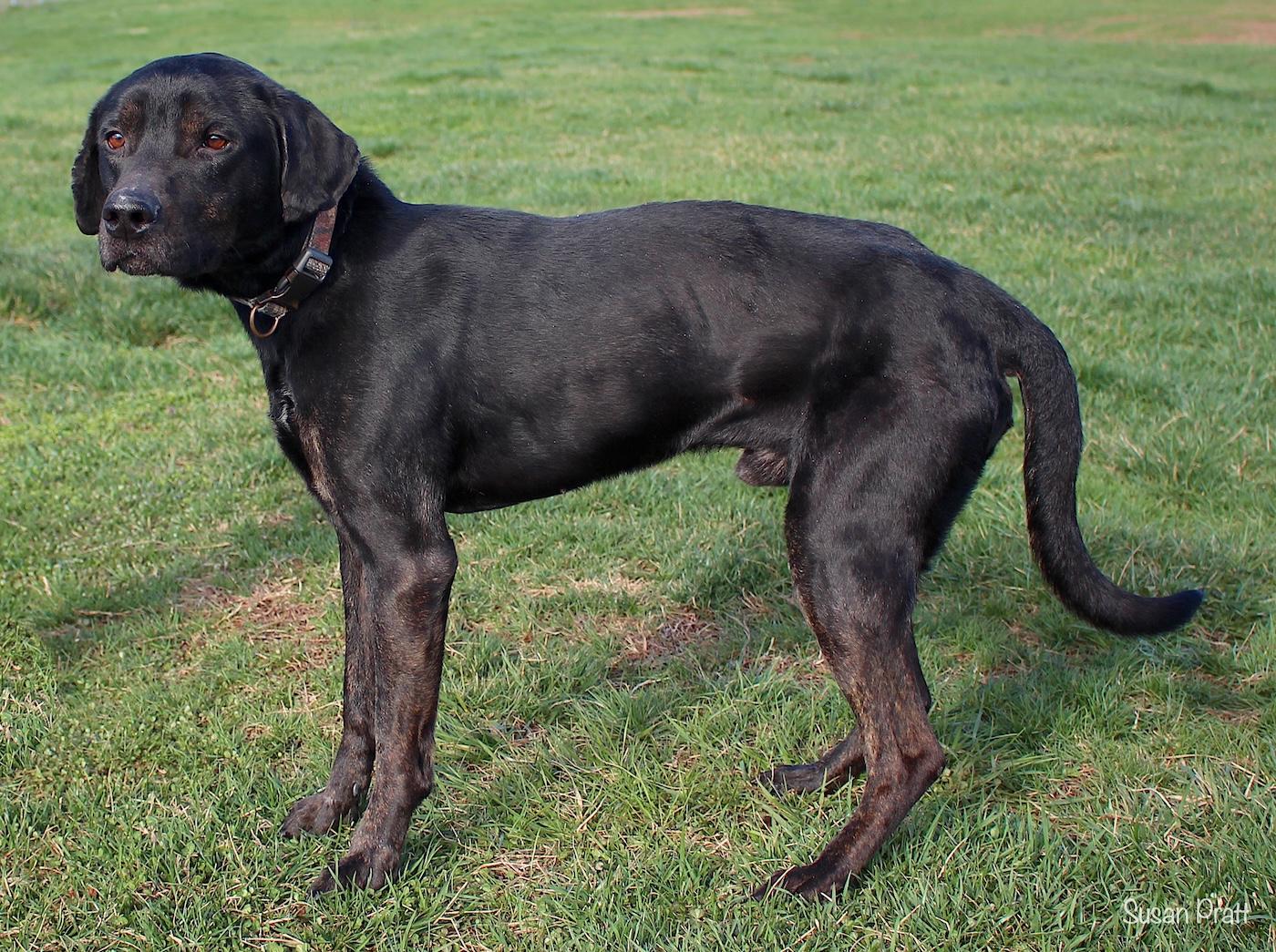 Enlarge Quaritch, a ADOPTABLE mixed breed in Bedford, VA image 2/3