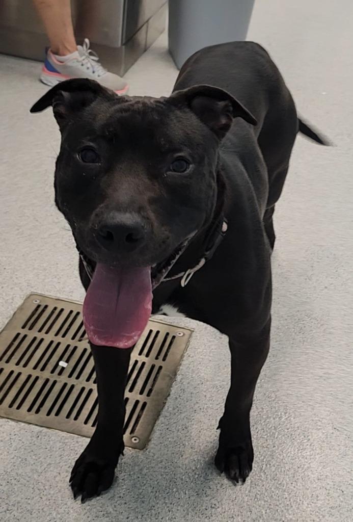 Enlarge Athena, a Adoptable mixed breed in Frankfort, KY image 3/3