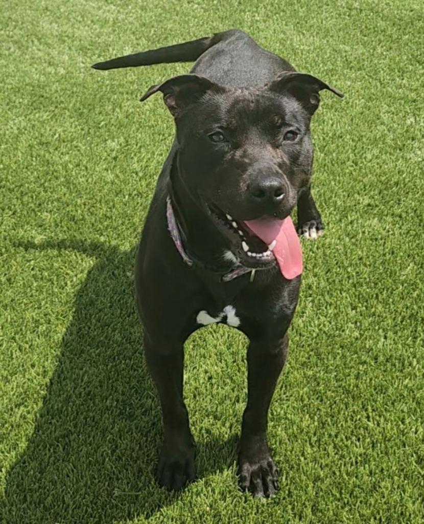 Athena, Adoptable, Young Female Pit Bull Terrier & Mixed Breed.
