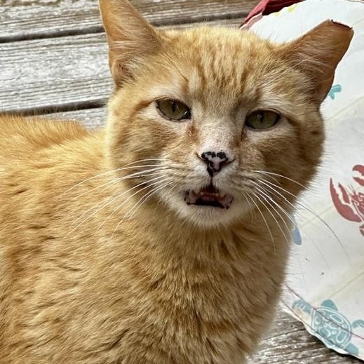 Mitchell - Big Handsome Dude, an adopted Tabby in Hoquiam, WA image 3/6