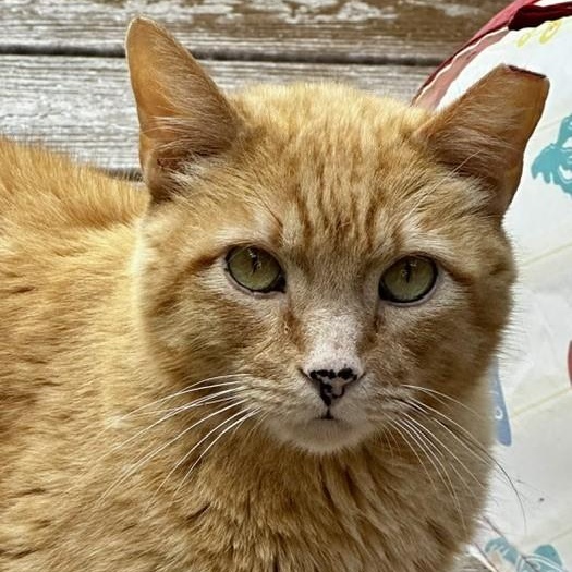 Mitchell - Big Handsome Dude, adopted, Adult Male Tabby.