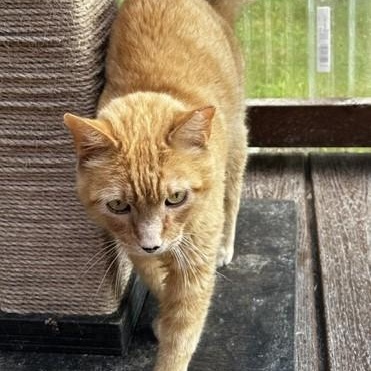 Mitchell - Big Handsome Dude, an adopted Tabby in Hoquiam, WA image 5/6