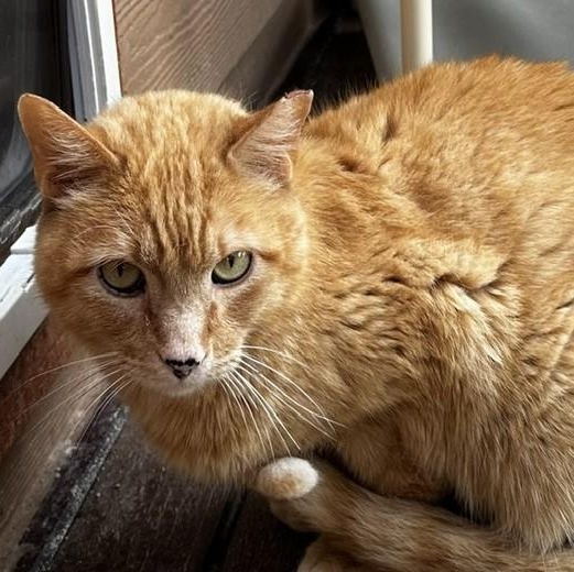 Mitchell - Big Handsome Dude, an adopted Tabby in Hoquiam, WA image 2/6