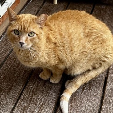 Mitchell - Big Handsome Dude, an adopted Tabby in Hoquiam, WA image 4/6