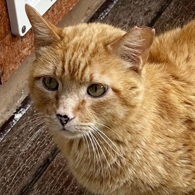 Mitchell - Big Handsome Dude, an adopted Tabby in Hoquiam, WA image 6/6