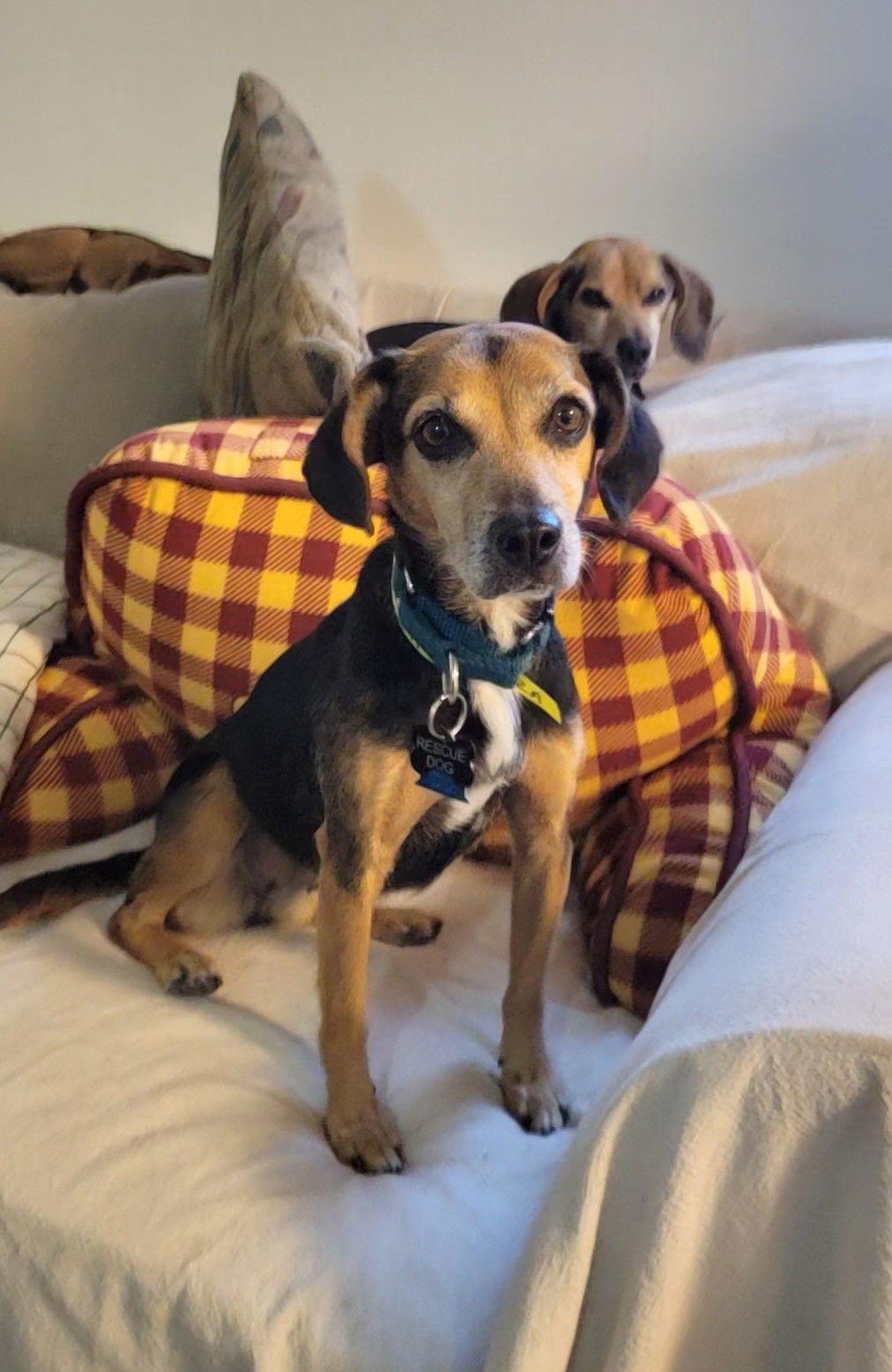 Enlarge Extra, a Adoptable mixed breed in Las Vegas, NV image 1/3