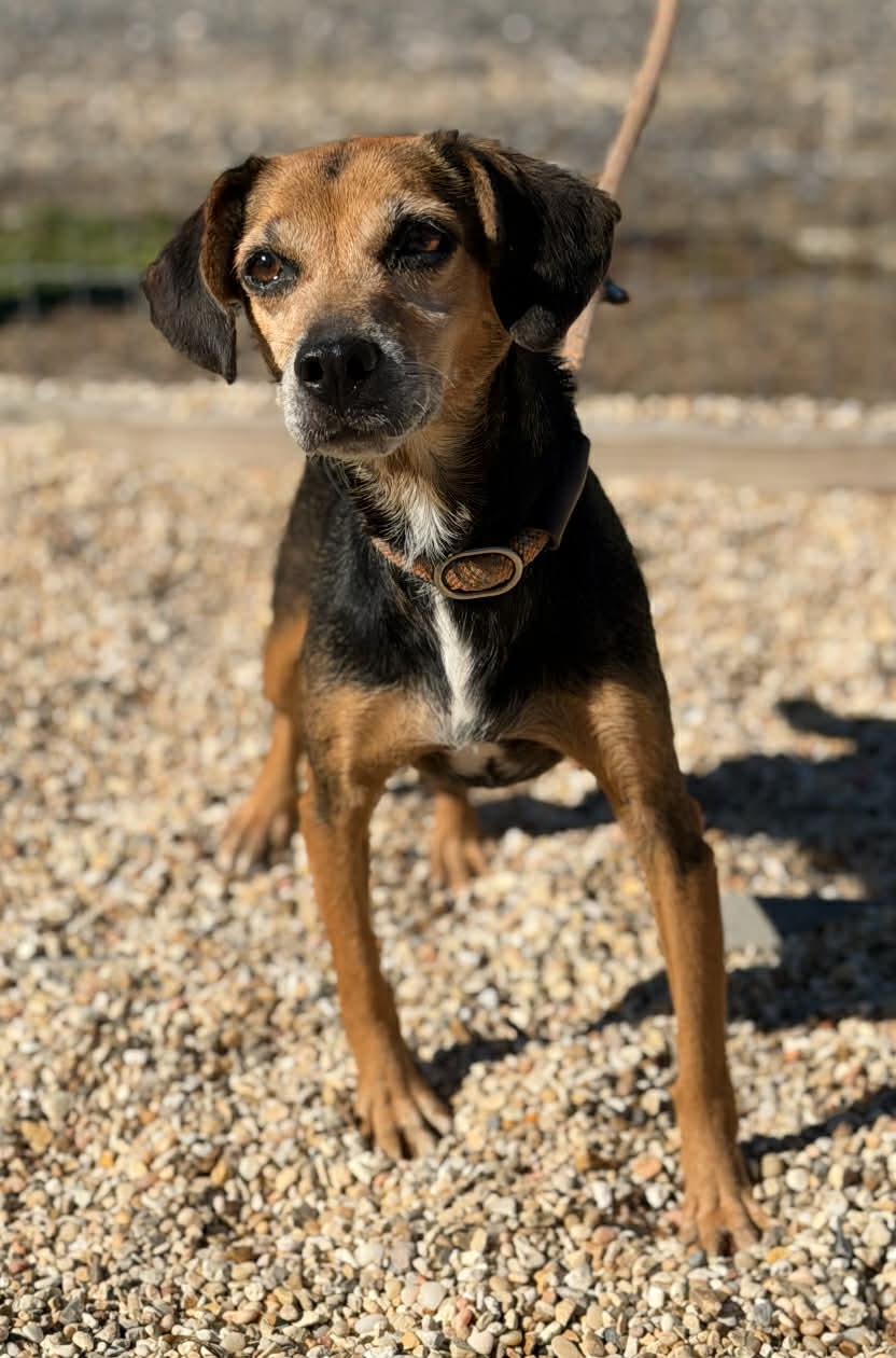 Enlarge Extra, a Adoptable mixed breed in Las Vegas, NV image 2/3