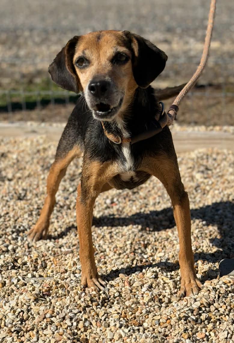 Enlarge Extra, a Adoptable mixed breed in Las Vegas, NV image 3/3