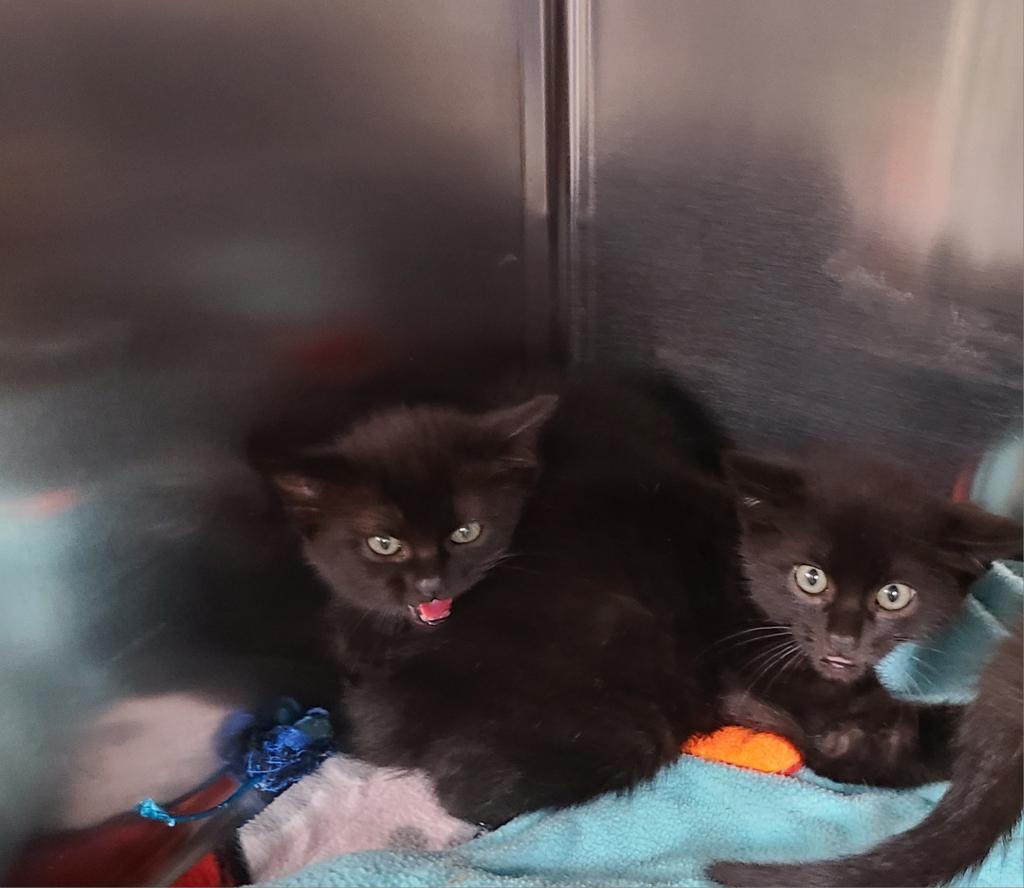 Enlarge Wolverine, a Adoptable Domestic Short Hair in Boone, IA image 1/4