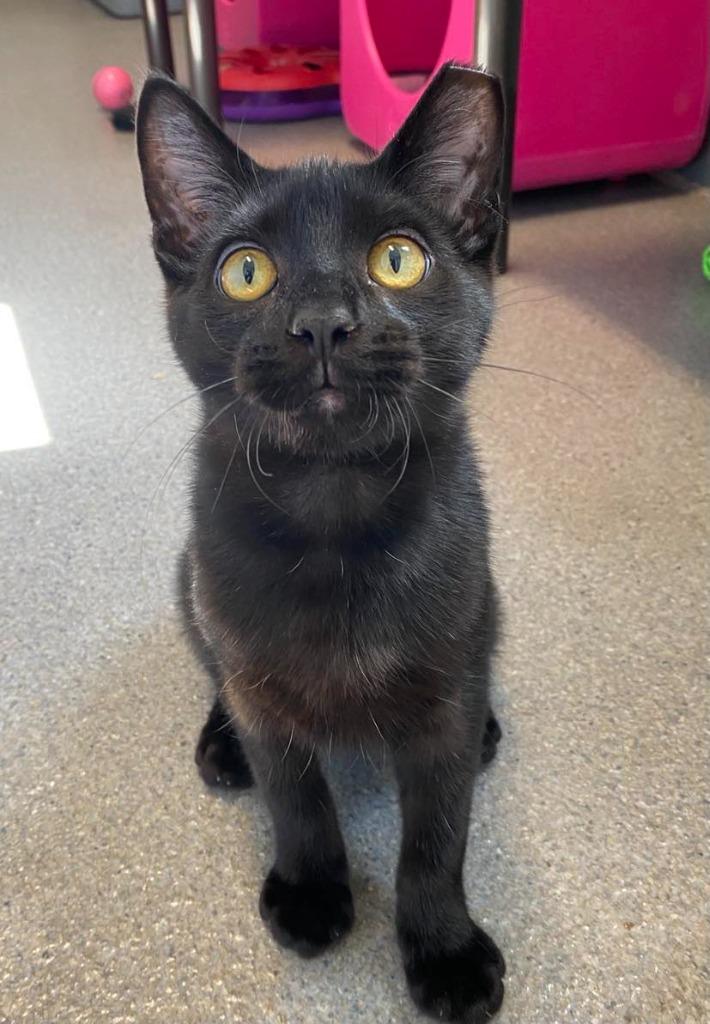 Wolverine, Adoptable, Kitten Male Domestic Short Hair.