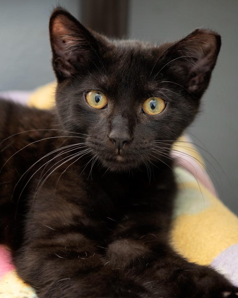 Wolverine, a Adoptable Domestic Short Hair in Boone, IA image 4/4