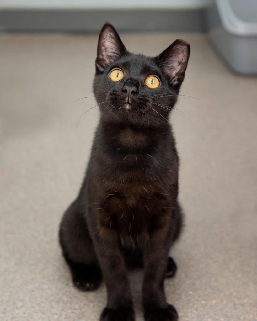 Enlarge Wolverine, a Adoptable Domestic Short Hair in Boone, IA image 3/4