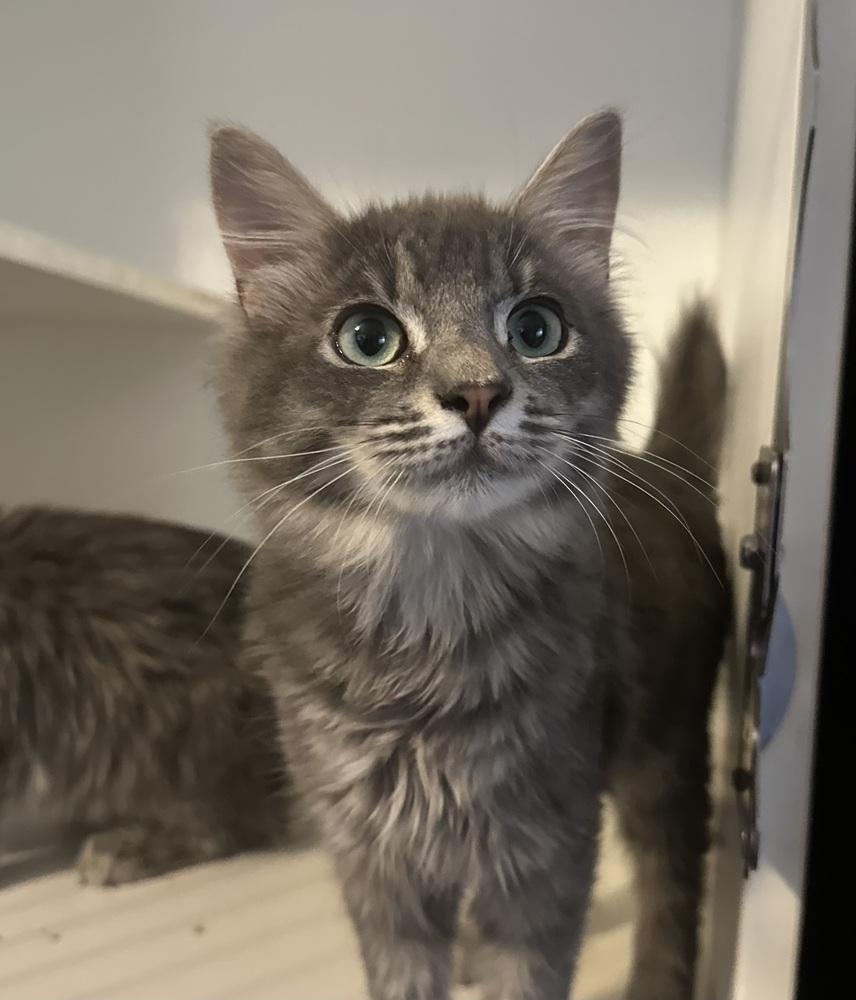 Enlarge Bowie, a Adoptable Domestic Medium Hair in Emerald Isle, NC image 1/4